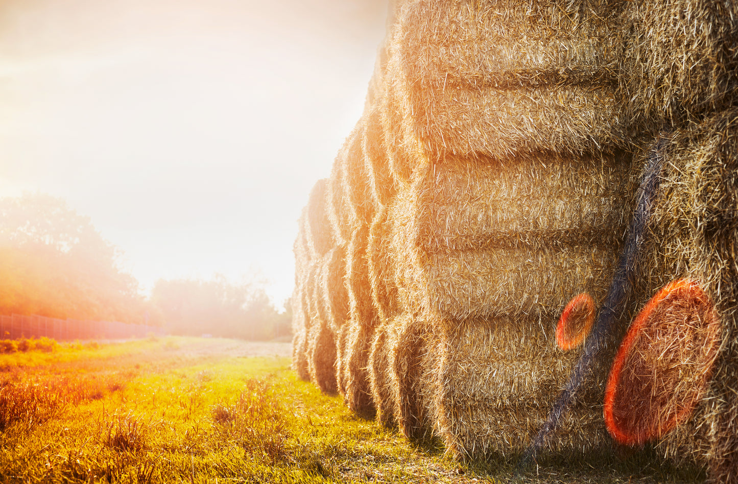 HAY AND SILAGE